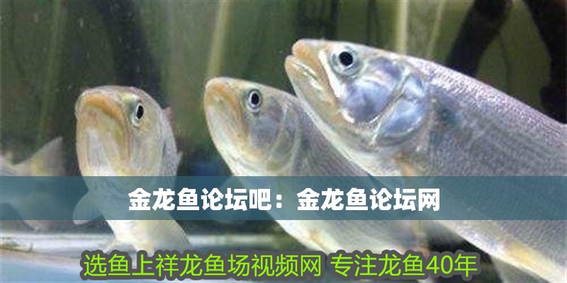 金龍魚(yú)論壇吧：金龍魚(yú)論壇網(wǎng)