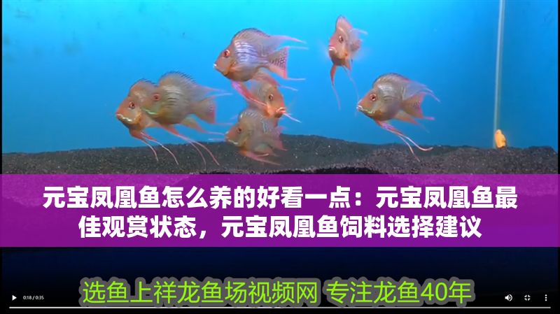 元寶鳳凰魚怎么養的好看一點：元寶鳳凰魚最佳觀賞狀態，元寶鳳凰魚飼料選擇建議