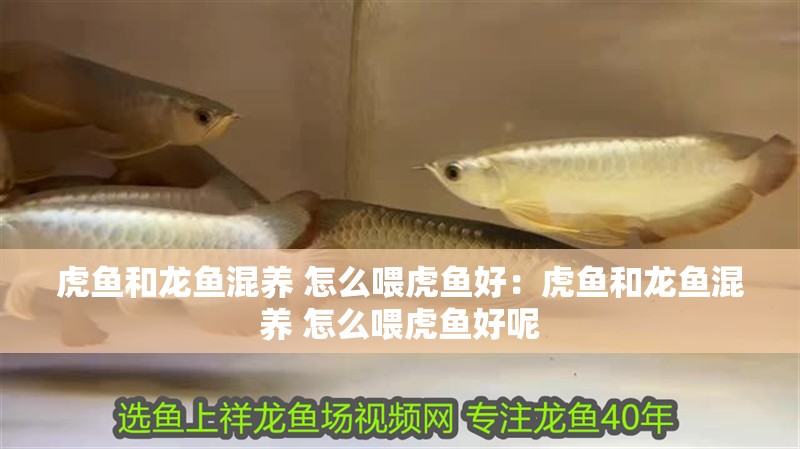 益陽紅龍魚價格2688貴嗎？