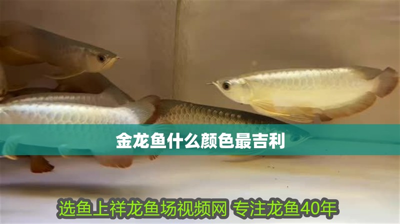 金龍魚(yú)什么顏色最吉利