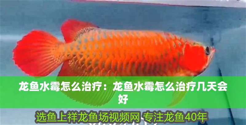龍魚(yú)水霉怎么治療：龍魚(yú)水霉怎么治療幾天會(huì)好