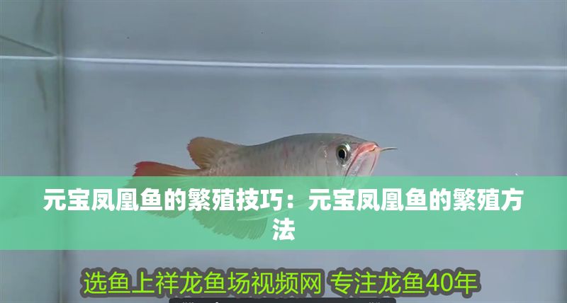 元寶鳳凰魚(yú)的繁殖技巧：元寶鳳凰魚(yú)的繁殖方法