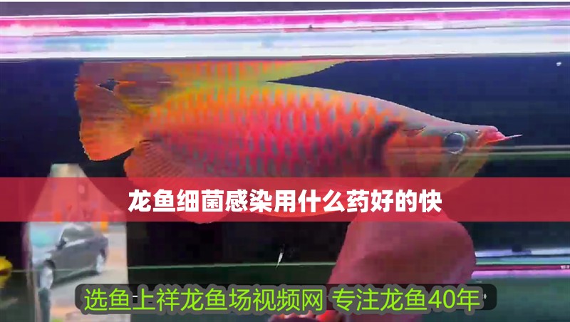 龍魚細菌感染用什么藥好的快