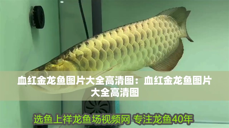 血紅金龍魚圖片大全高清圖：血紅金龍魚圖片大全高清圖