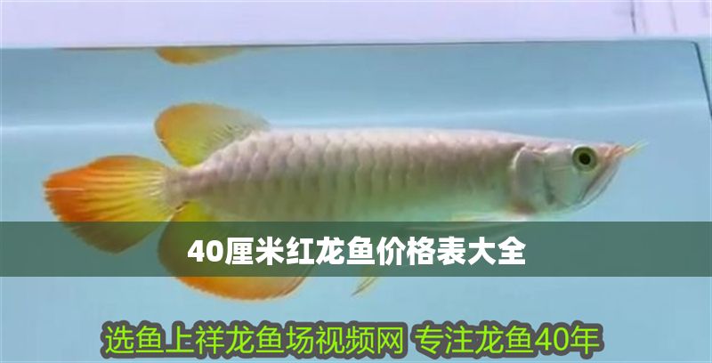 40厘米紅龍魚價格表大全 40厘米紅龍魚價格表大全 龍魚百科 第1張