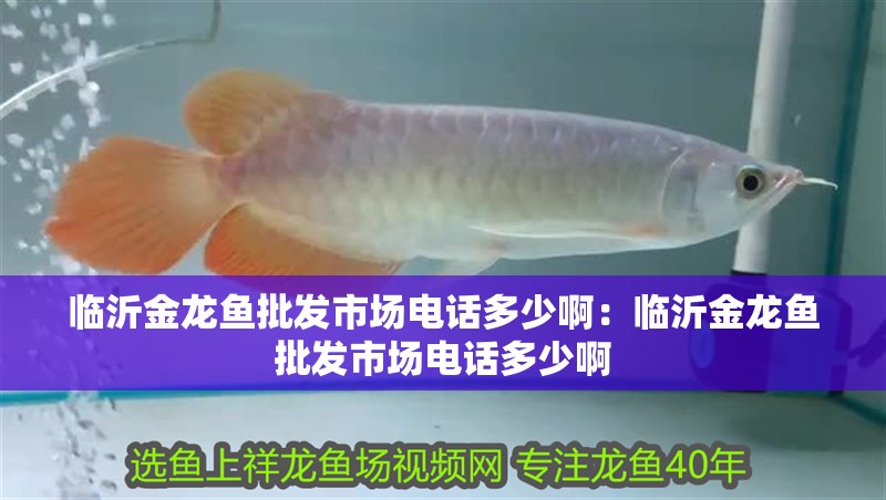 臨沂金龍魚批發(fā)市場電話多少?。号R沂金龍魚批發(fā)市場電話多少啊