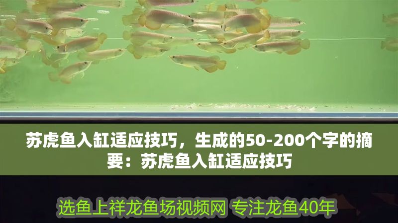 蘇虎魚入缸適應技巧，生成的50-200個字的摘要：蘇虎魚入缸適應技巧