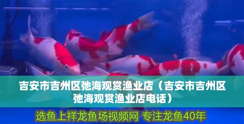 吉安市吉州區弛海觀賞漁業店（吉安市吉州區弛海觀賞漁業店電話）
