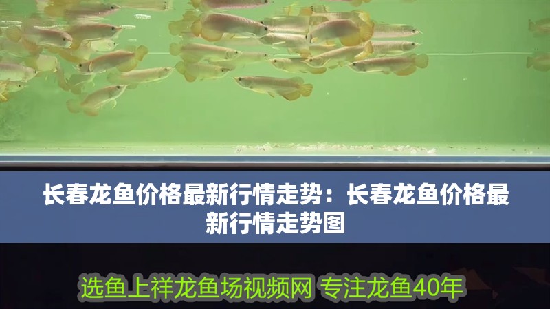 長春龍魚價格最新行情走勢：長春龍魚價格最新行情走勢圖