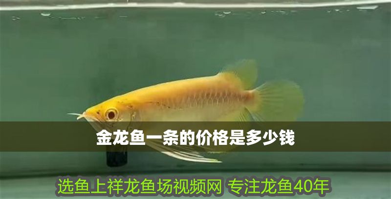 金龍魚一條的價格是多少錢 龍魚百科 第2張 金龍魚一條的價格是多少錢 金龍魚一條的價格是多少錢 龍魚百科 第2張