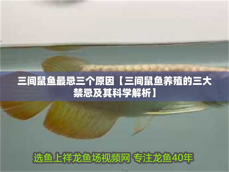 三間鼠魚最忌三個原因【三間鼠魚養殖的三大禁忌及其科學解析】