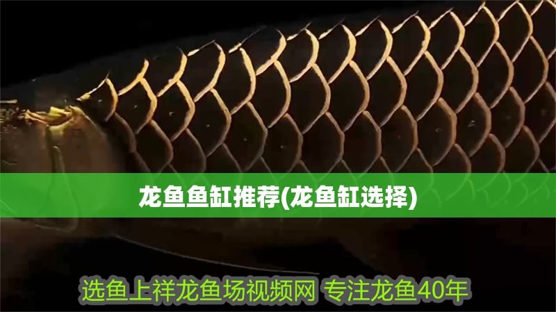 龍魚魚缸推薦(龍魚缸選擇) 龍魚魚缸推薦(龍魚缸選擇) 元寶鳳凰魚百科 第1張