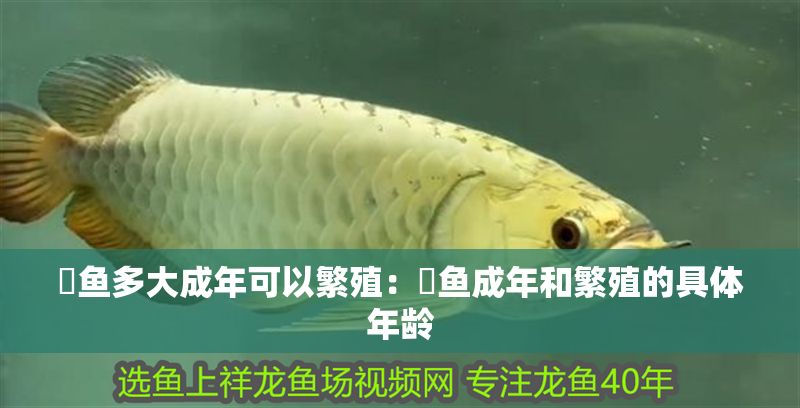 魟魚多大成年可以繁殖：魟魚成年和繁殖的具體年齡