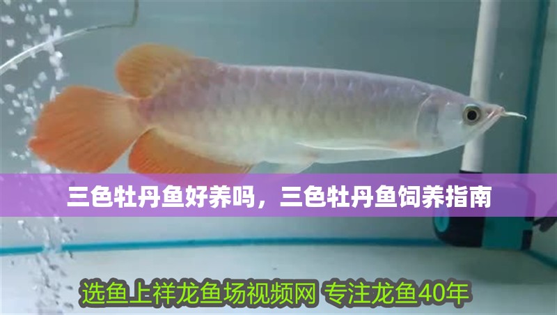 三色牡丹魚好養(yǎng)嗎，三色牡丹魚飼養(yǎng)指南