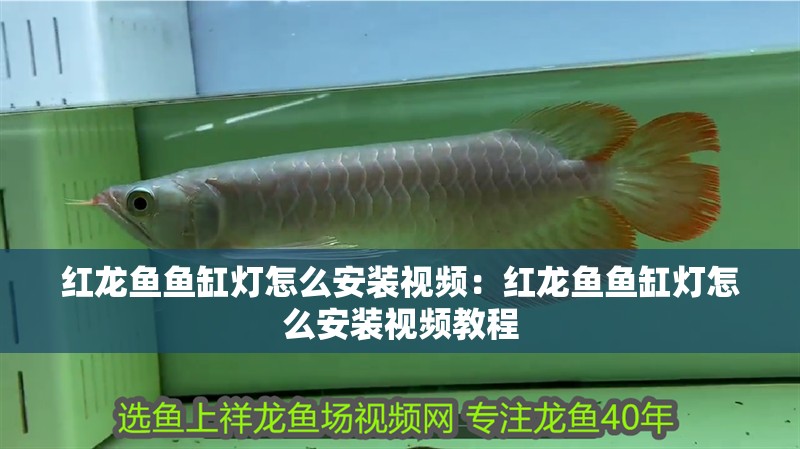 紅龍魚魚缸燈怎么安裝視頻：紅龍魚魚缸燈怎么安裝視頻教程