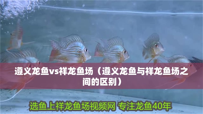 遵義龍魚vs祥龍魚場（遵義龍魚與祥龍魚場之間的區別） 遵義龍魚vs祥龍魚場（遵義龍魚與祥龍魚場之間的區別） 全國水族館企業名錄 第3張