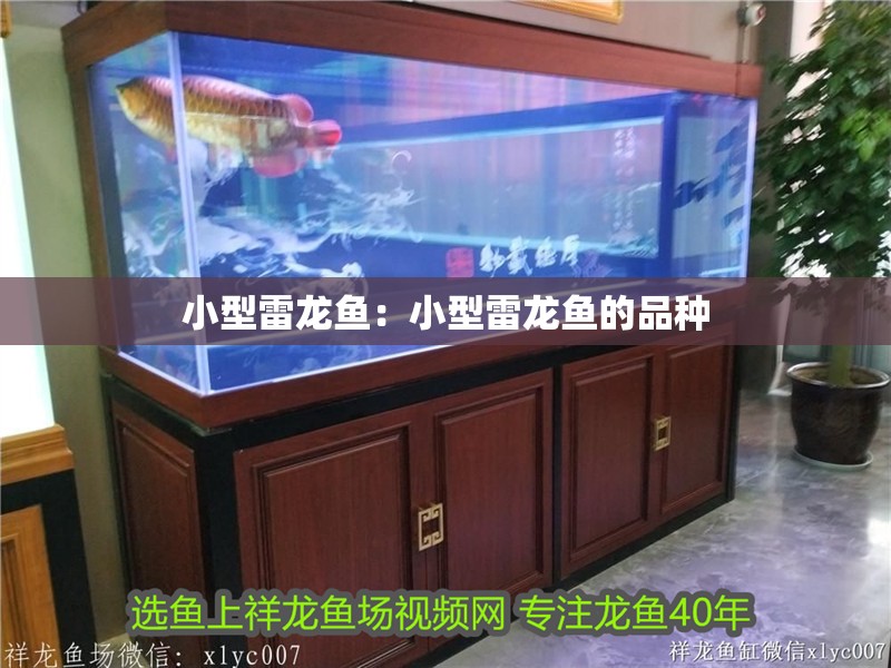 小型雷龍魚：小型雷龍魚的品種