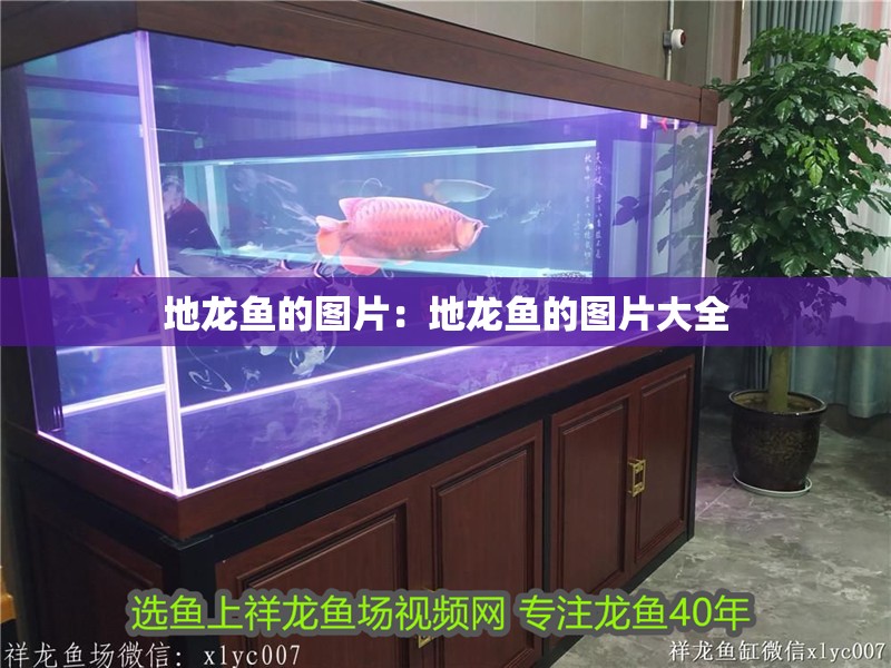 地龍魚(yú)的圖片：地龍魚(yú)的圖片大全