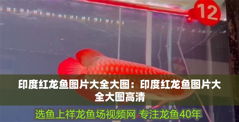 印度紅龍魚圖片大全大圖：印度紅龍魚圖片大全大圖高清