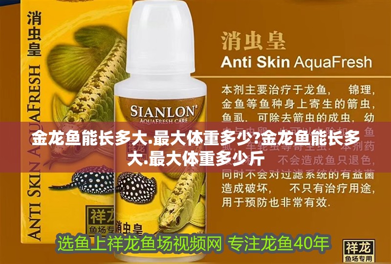 金龍魚能長多大.最大體重多少?金龍魚能長多大.最大體重多少斤