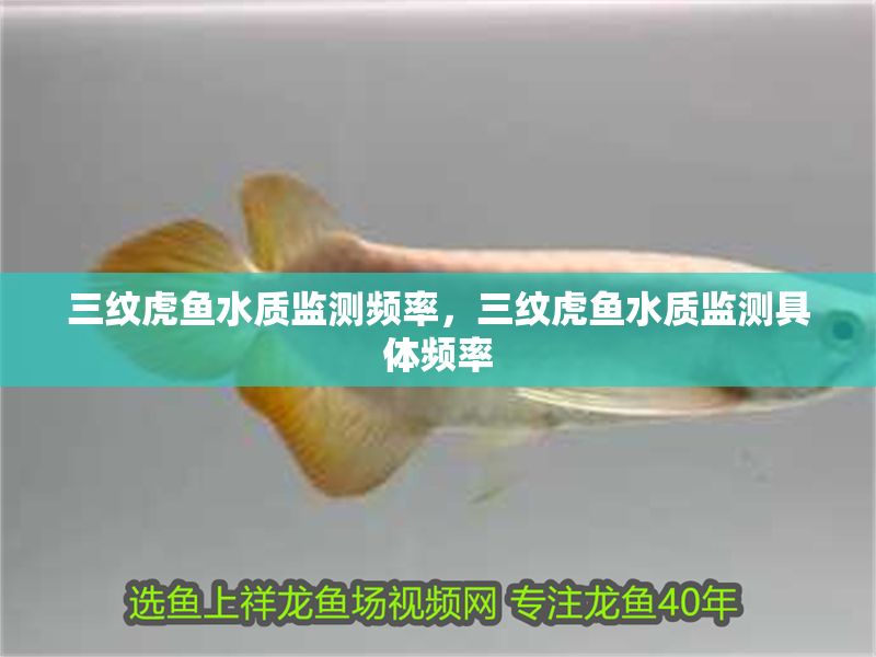 三紋虎魚水質監測頻率,三紋虎魚水質監測具體頻率 虎魚百科 第1張 三紋虎魚水質監測頻率,三紋虎魚水質監測具體頻率 三紋虎魚水質監測頻率,三紋虎魚水質監測具體頻率 虎魚百科 第1張