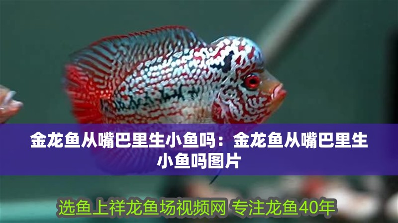 金龍魚從嘴巴里生小魚嗎：金龍魚從嘴巴里生小魚嗎圖片