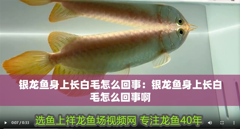 銀龍魚身上長白毛怎么回事：銀龍魚身上長白毛怎么回事啊