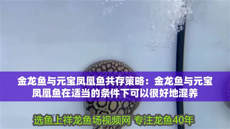 金龍魚與元寶鳳凰魚共存策略：金龍魚與元寶鳳凰魚在適當(dāng)?shù)臈l件下可以很好地混養(yǎng)