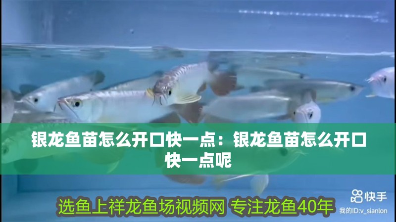 銀龍魚苗怎么開口快一點：銀龍魚苗怎么開口快一點呢