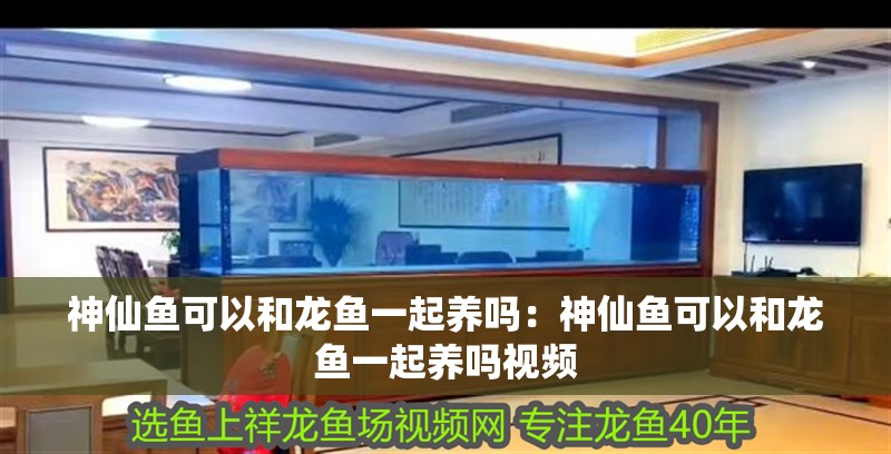 神仙魚可以和龍魚一起養嗎：神仙魚可以和龍魚一起養嗎視頻