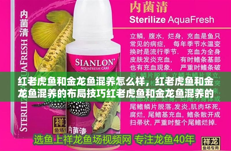 紅老虎魚和金龍魚混養怎么樣，紅老虎魚和金龍魚混養的布局技巧紅老虎魚和金龍魚混養的布局技巧