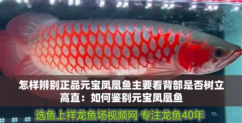 怎樣辨別正品元寶鳳凰魚主要看背部是否樹立高直：如何鑒別元寶鳳凰魚