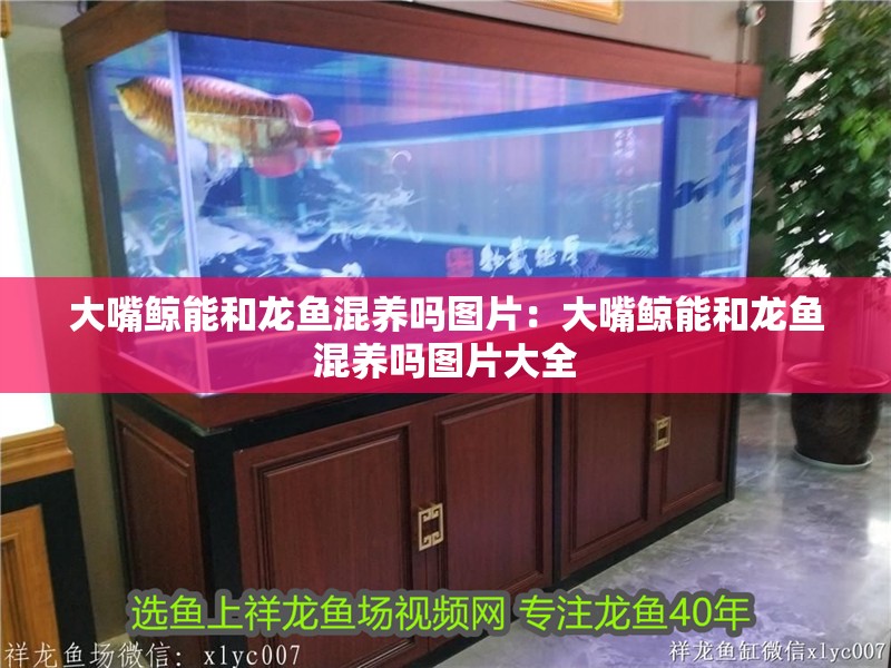 大嘴鯨能和龍魚混養(yǎng)嗎圖片：大嘴鯨能和龍魚混養(yǎng)嗎圖片大全