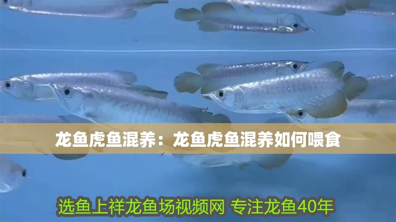 龍魚虎魚混養：龍魚虎魚混養如何喂食