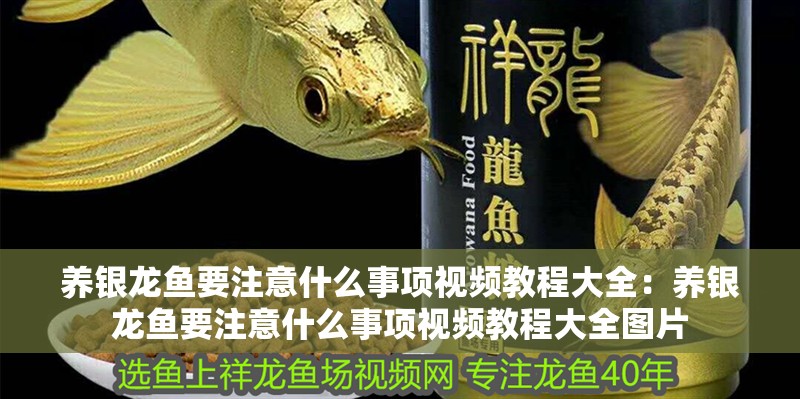 養(yǎng)銀龍魚要注意什么事項視頻教程大全：養(yǎng)銀龍魚要注意什么事項視頻教程大全圖片