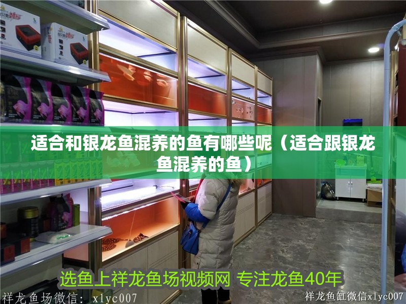 適合和銀龍魚混養的魚有哪些呢（適合跟銀龍魚混養的魚）