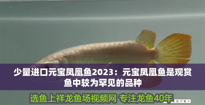 黃金貓魚圖片高清壁紙大全可愛(金魚圖片唯美壁紙)