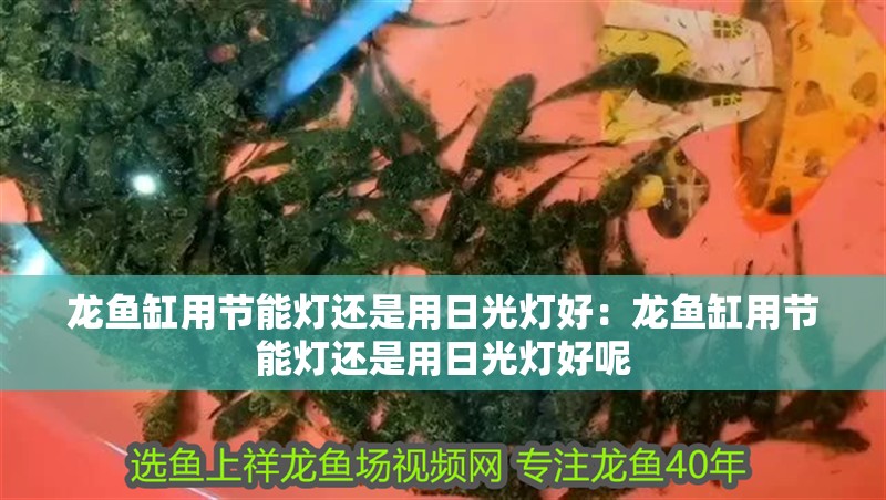 龍魚缸用節能燈還是用日光燈好：龍魚缸用節能燈還是用日光燈好呢
