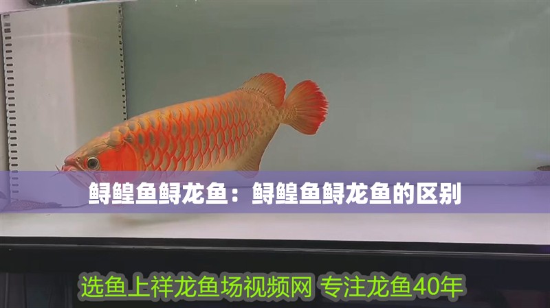鱘鰉魚鱘龍魚：鱘鰉魚鱘龍魚的區(qū)別