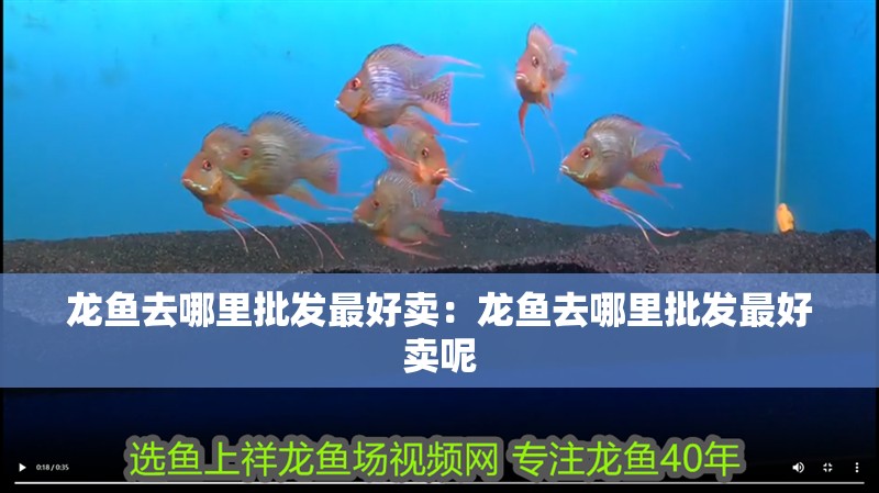 龍魚去哪里批發(fā)最好賣：龍魚去哪里批發(fā)最好賣呢