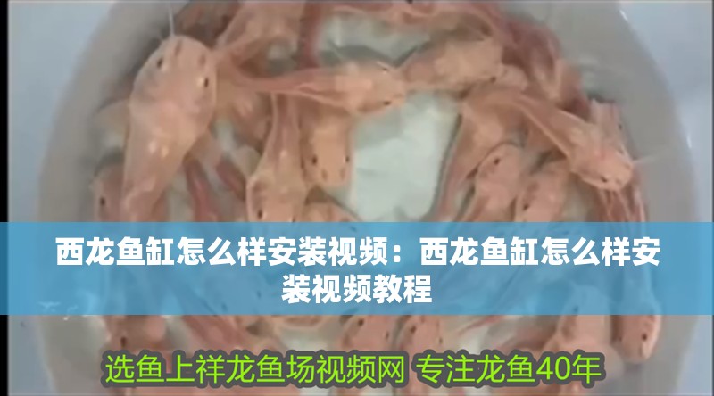 西龍魚缸怎么樣安裝視頻：西龍魚缸怎么樣安裝視頻教程