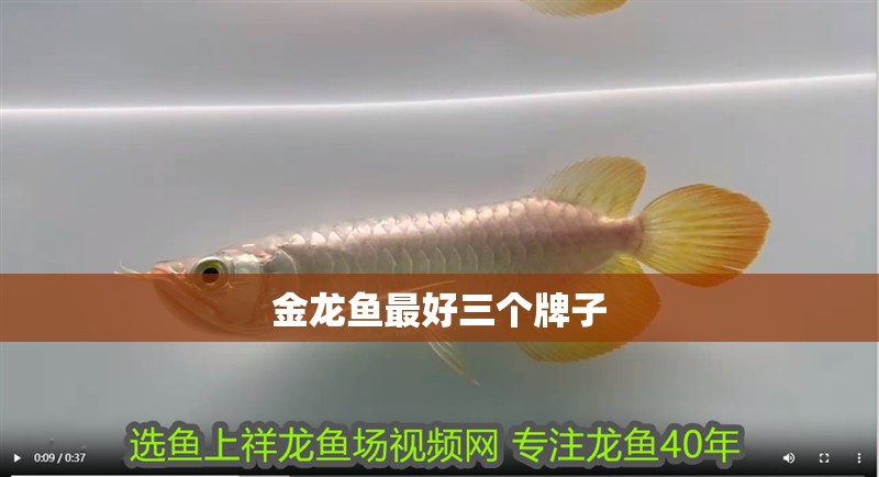 金龍魚最好三個牌子