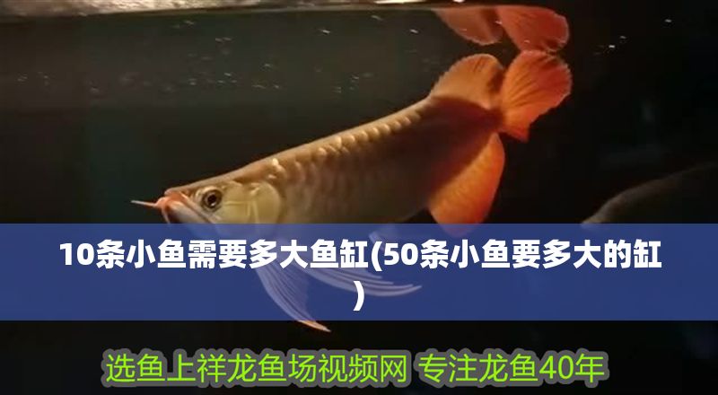 10條小魚需要多大魚缸(50條小魚要多大的缸)