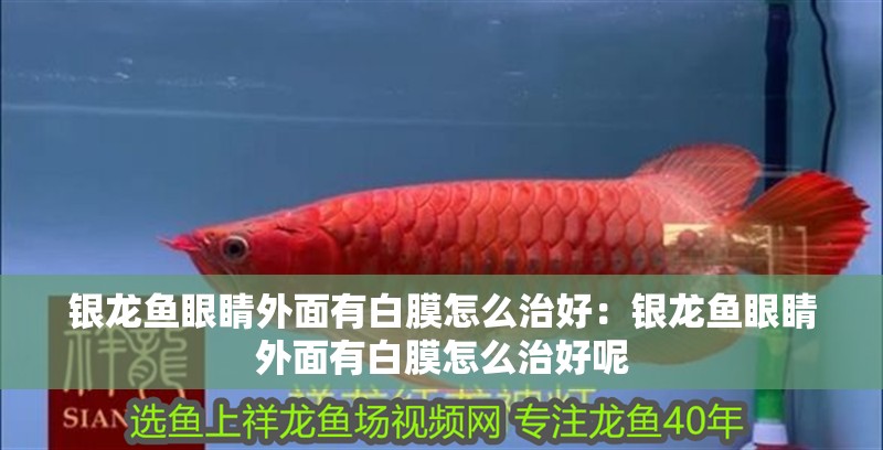 銀龍魚眼睛外面有白膜怎么治好：銀龍魚眼睛外面有白膜怎么治好呢