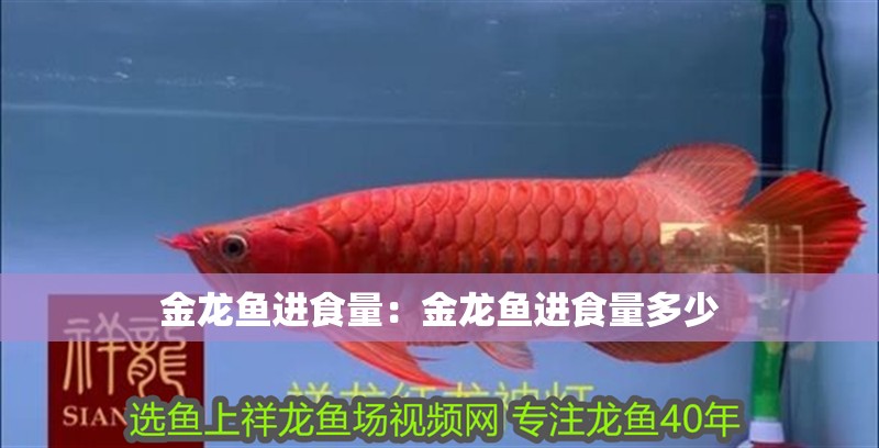金龍魚進食量：金龍魚進食量多少