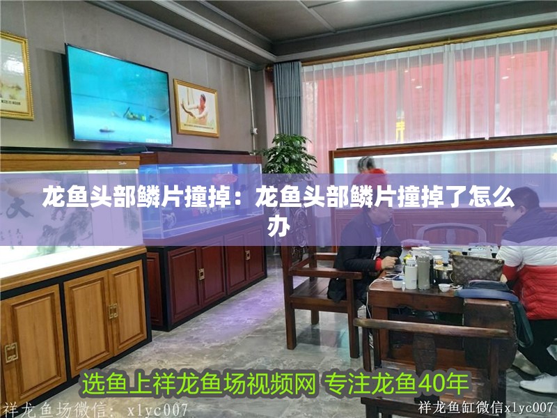 龍魚頭部鱗片撞掉：龍魚頭部鱗片撞掉了怎么辦