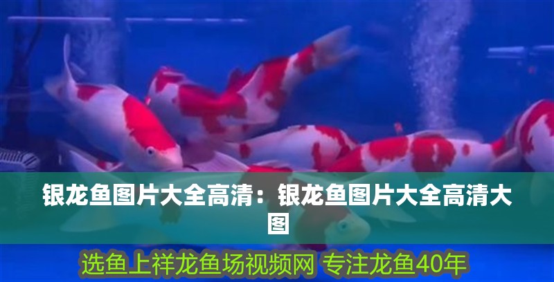 銀龍魚圖片大全高清：銀龍魚圖片大全高清大圖