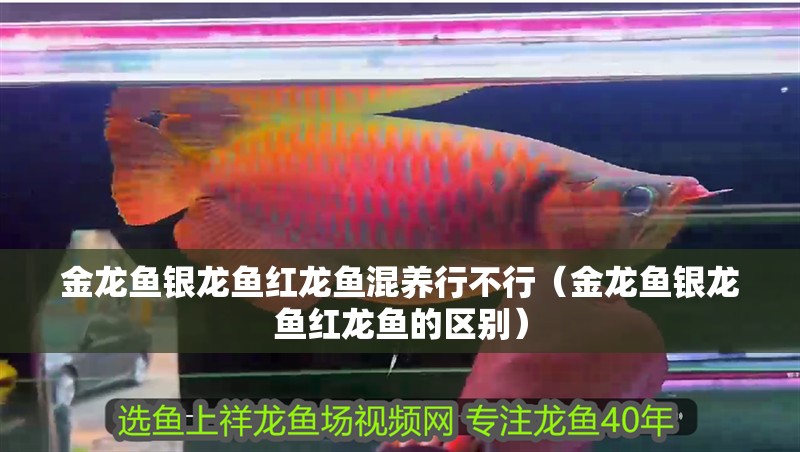 金龍魚銀龍魚紅龍魚混養行不行（金龍魚銀龍魚紅龍魚的區別）