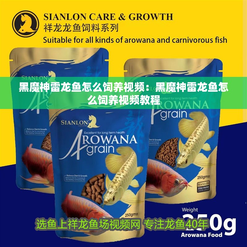 黑魔神雷龍魚怎么飼養(yǎng)視頻：黑魔神雷龍魚怎么飼養(yǎng)視頻教程