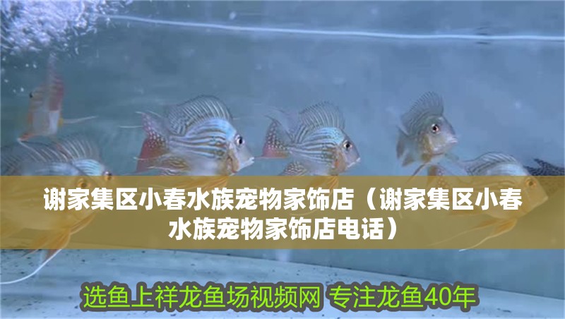 謝家集區小春水族寵物家飾店（謝家集區小春水族寵物家飾店電話）